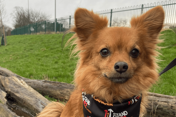 Stand Up To Cancer this April