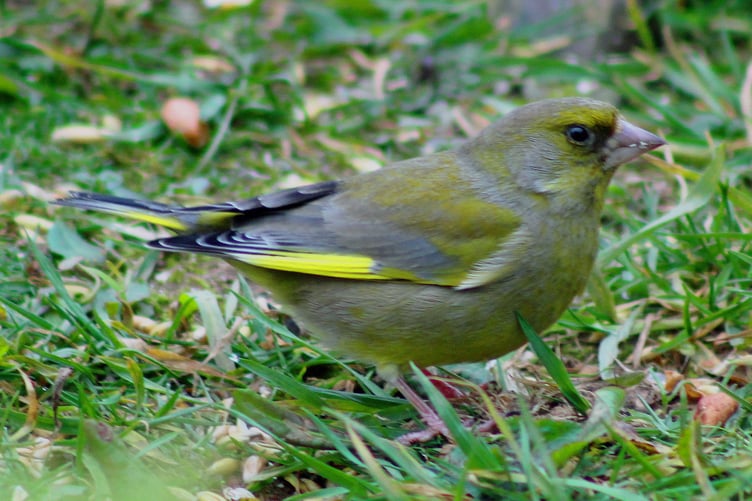 Greenfinch