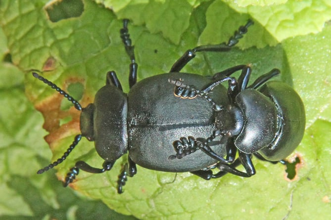 Mating bloody-nosed beetles