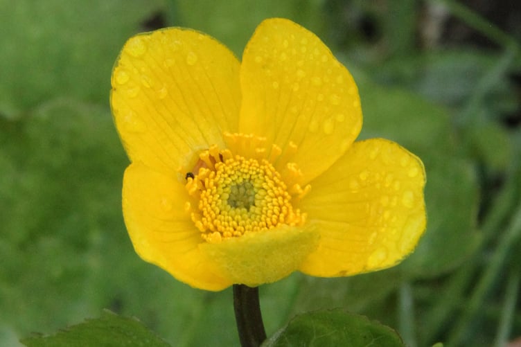 Marsh marigold