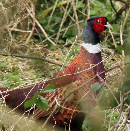 Cock pheasant