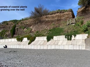 Sea wall plans