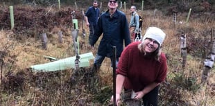 Work party continue woodland restoration 