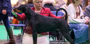 Dog owner celebrates a string of wins
