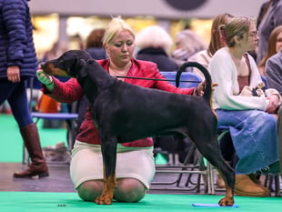 Dog owner celebrates a string of wins