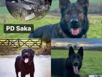 Police share some 'paw-some' news