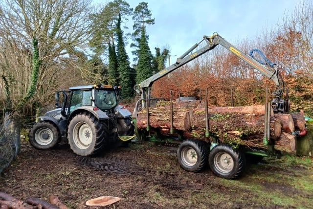 Conifers being removed 