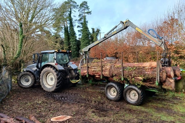 Conifers being removed