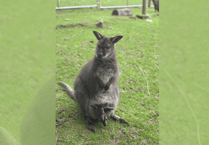 Wallaby twins born at wildlife park