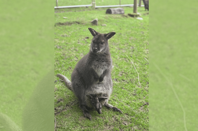Wallaby twins at wildlife park 