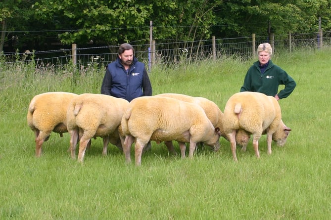 The Crogham flock of Charollais sheep which has recently been dispersed in a private deal from East Anglia are now heading to the South West with the Whiting family in Cornwall