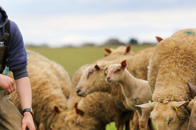 Will Whiting said the opportunity to acquire such a unique and well-developed flock of Charollais sheep was too good to miss