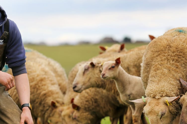 Will Whiting said the opportunity to acquire such a unique and well-developed flock of Charollais sheep was too good to miss
