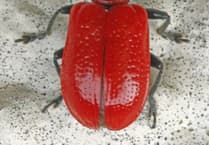Naturewatch: Attention seeking cardinal beetle draws the eye with striking colour