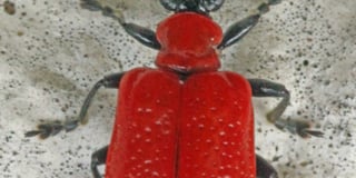 Attention seeking cardinal beetle draws the eye with striking colour