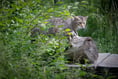 Wildcats could be reintroduced to the South West
