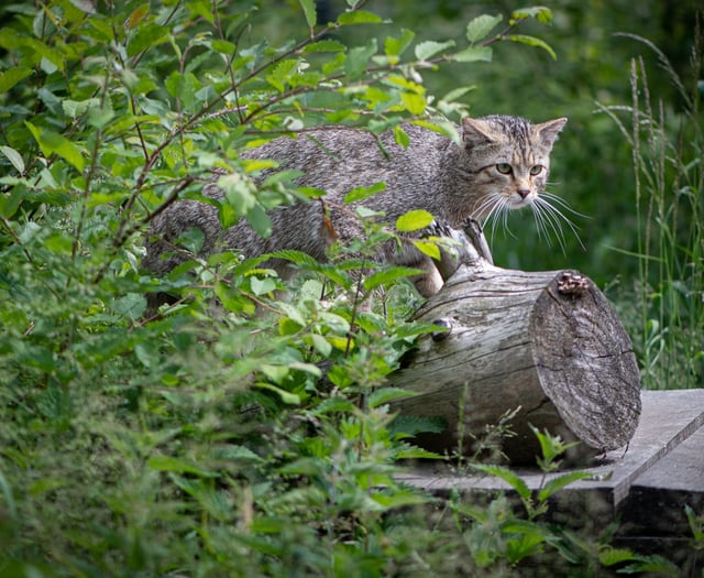 Wildcats could be reintroduced to the South West