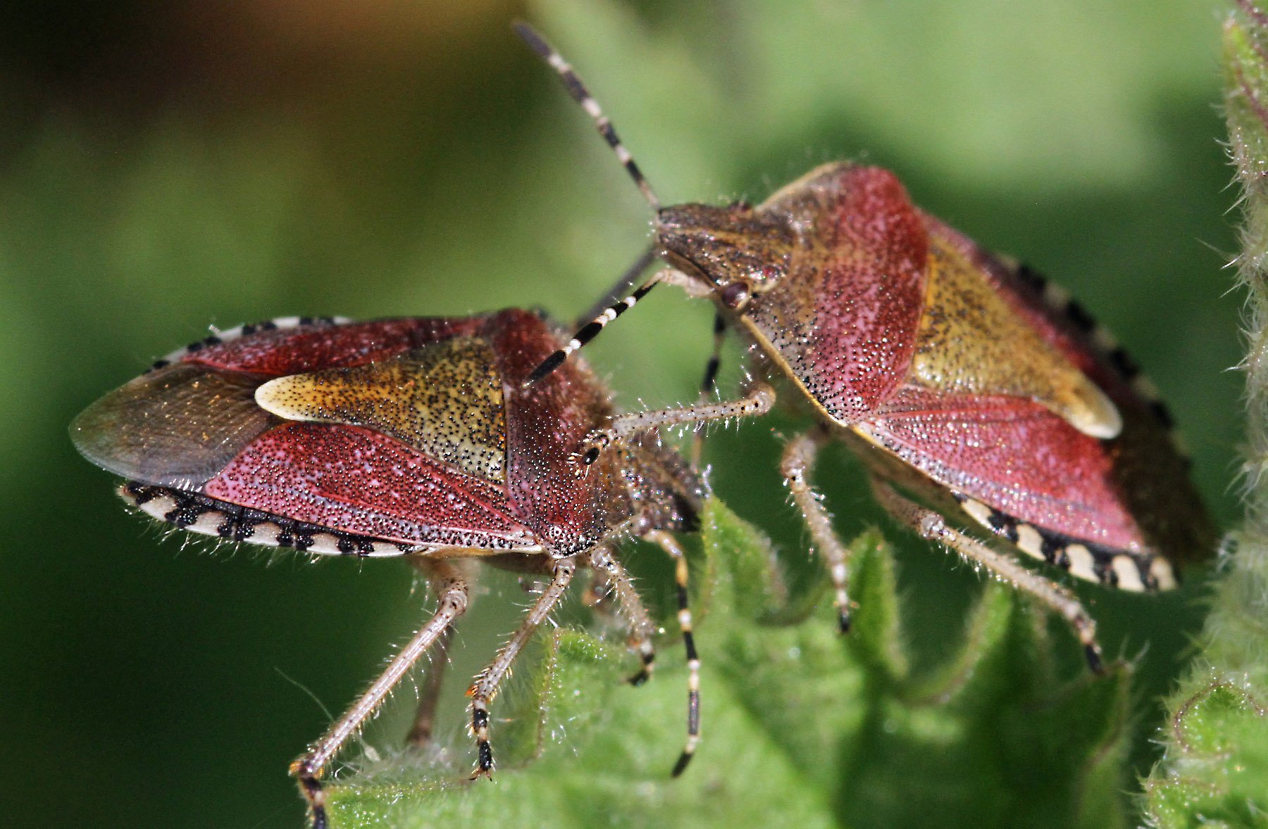 Bug Times Naturewatch: Are garden 'bugs' friend or foe | cornish-times.co.uk