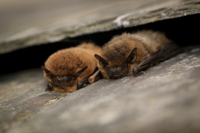 Common pipistrelle bats. (Picture: Tom Marshall)