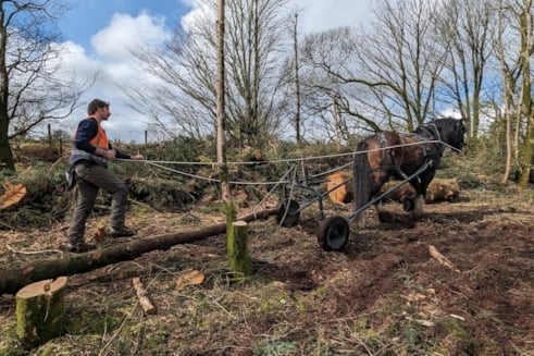 The horse being used to improve biodiversity (Picture: South West Water)