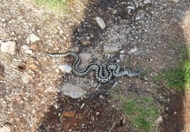 Vet issues adder warning to dog walkers 