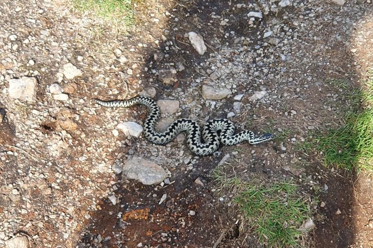 An adder that was seen on Kit Hill recently