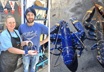 Rare blue lobster caught by Polperro fisherman 