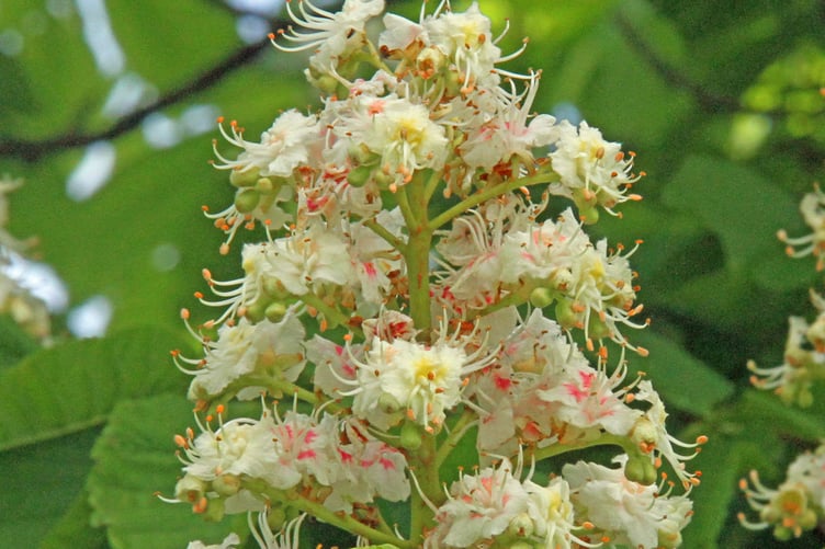 Horse chestnut