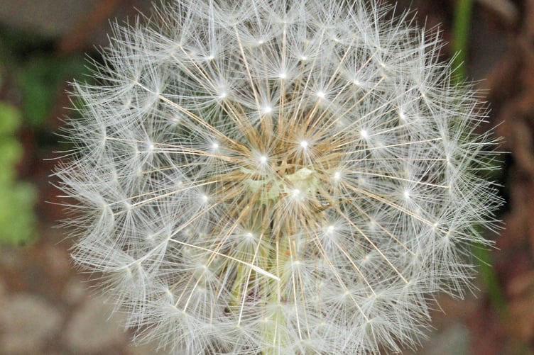 Dandelion clock