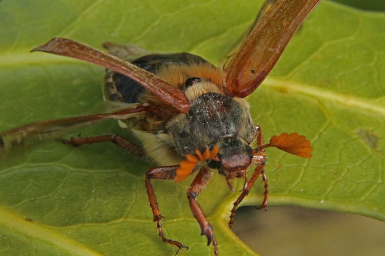Cockchafer