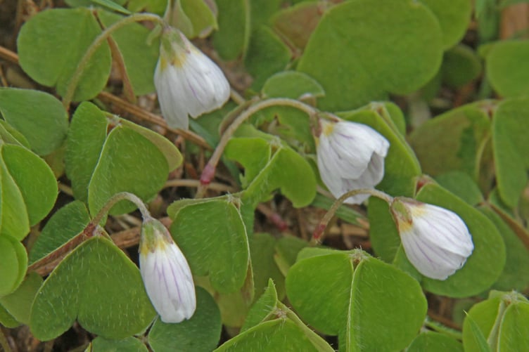 Wood sorrel