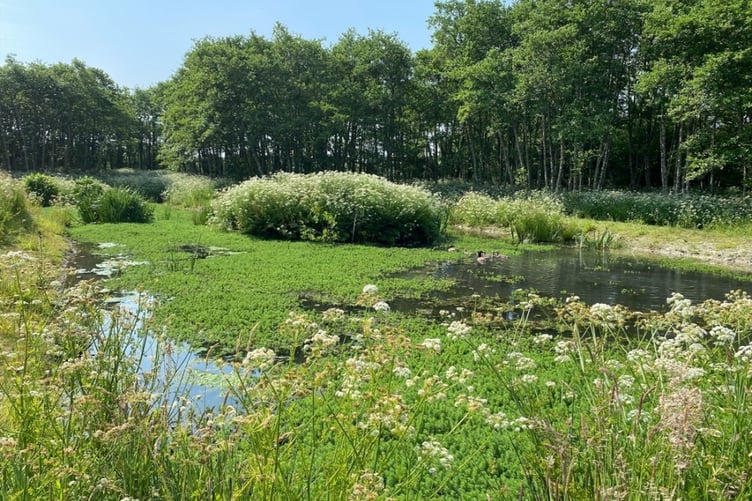 As part of the projects a pond has been restored near Ventongimps, Truro