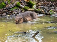 Double blow at tourist attraction as jobs cut and beaver dies