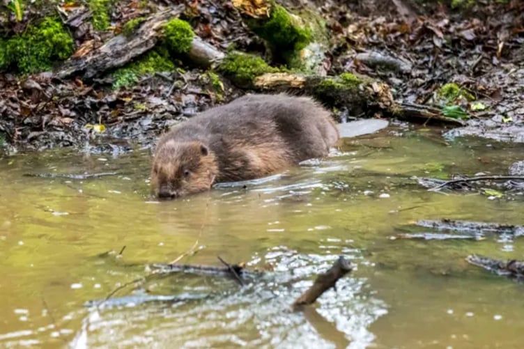 The beavers were introduced at the Lost Gardens of Heligan last year. Picture: Lost Gardens of Heligan