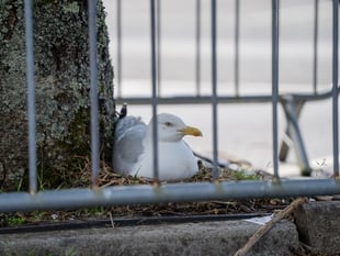Sad ending for seagull chicks in supermarket car park