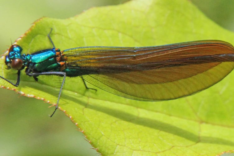 Beautiful Demoiselle