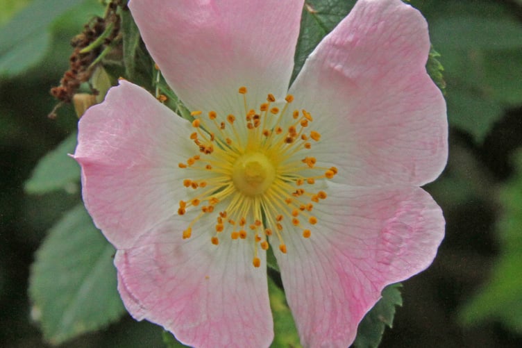 Dog rose