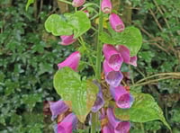Naturewatch: The dangers of bindweed