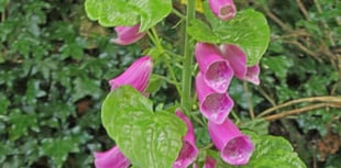 Naturewatch: The dangers of bindweed
