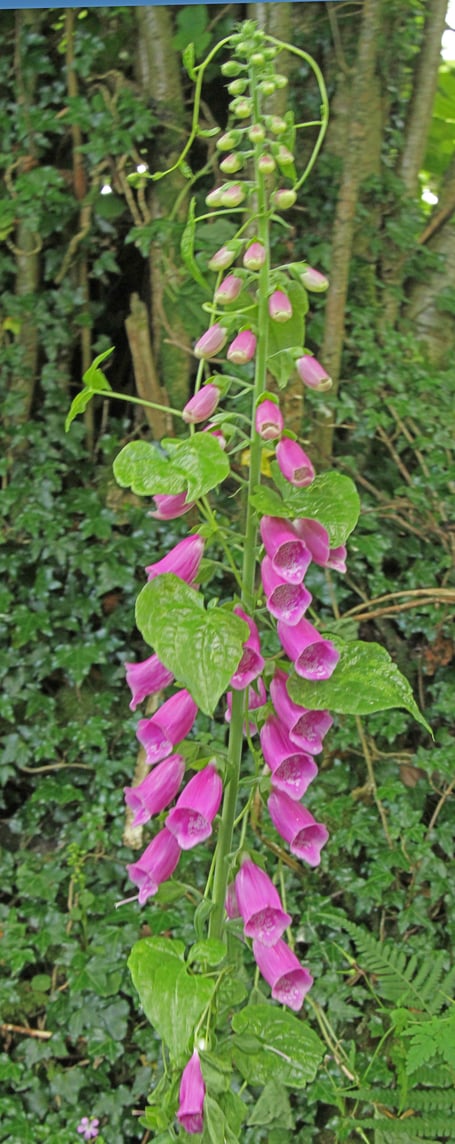 Bindweed climbing a foxglove