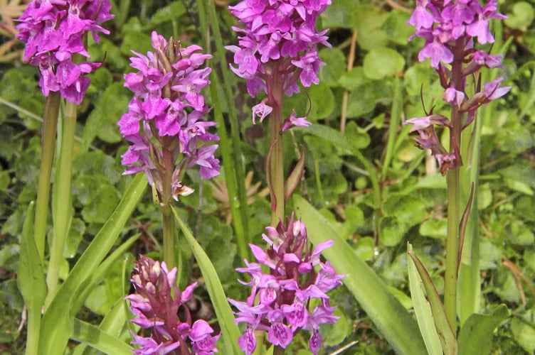 Early purple orchids