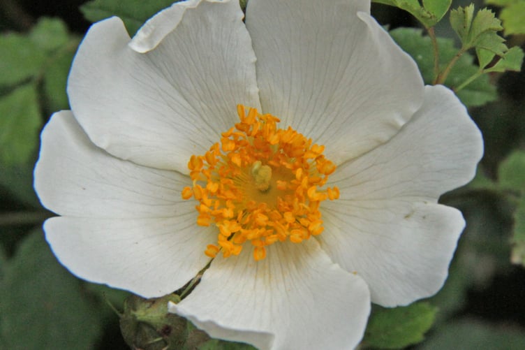 Field rose