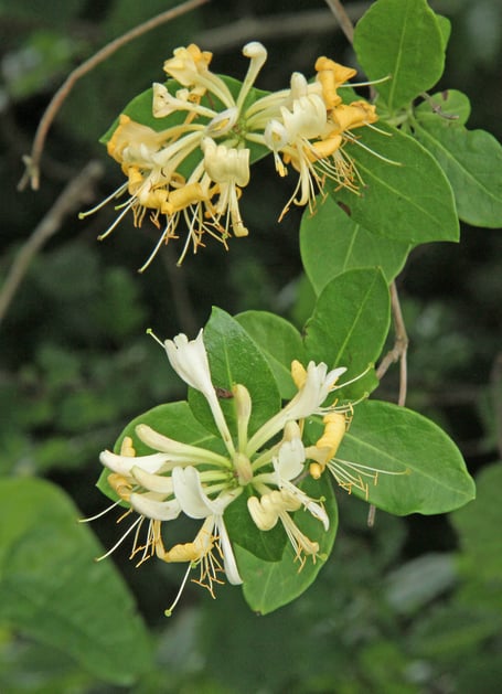 Honeysuckle