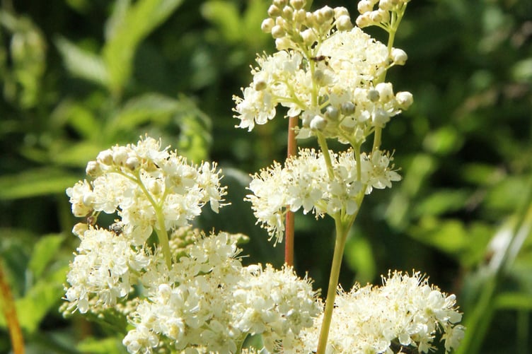 Meadowsweet