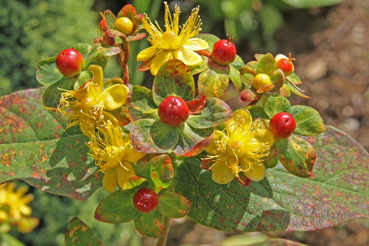 Tutsan flowers