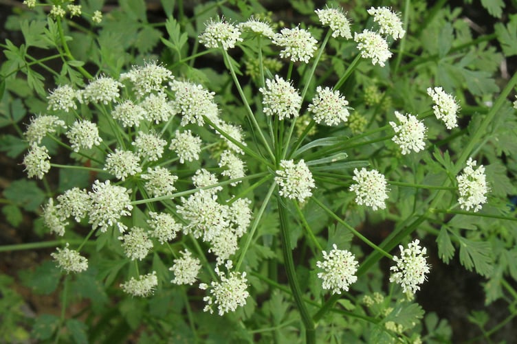 Hemlock Water - dropwort