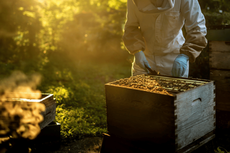 Boconnoc Beekeeping