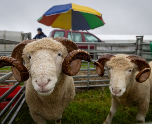 A traditional taste of rural life is returning to Stithians this month
