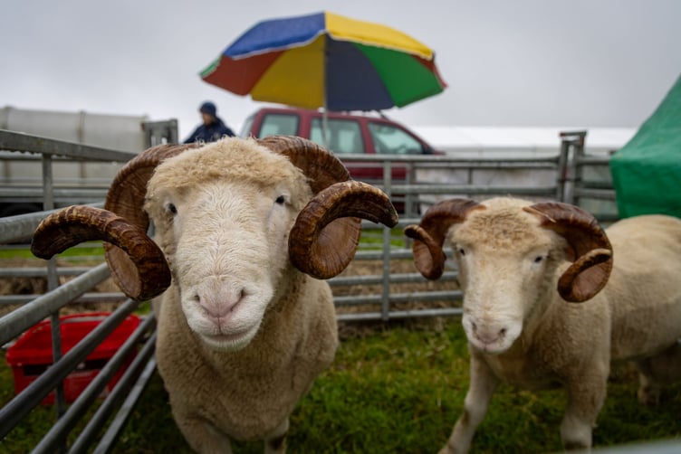 Scenes from a wet but enjoyable Stithians Show 2024