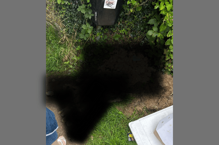 Dumped chicks in Liskeard Park Blurred